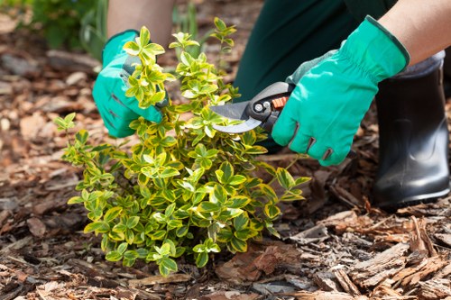 Professional hedge cutting service improving a local garden boundary