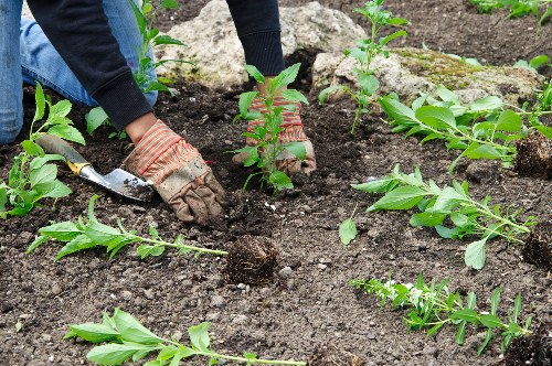 Edging and mowing a Stamford Hill lawn in a private garden