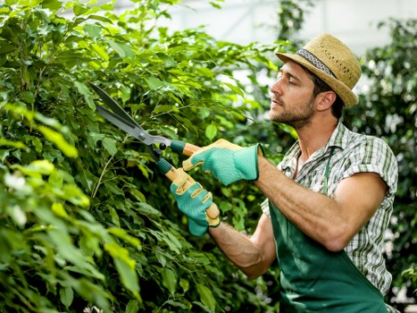 Professional Stamford Hill gardening with healthy plants and tidy borders