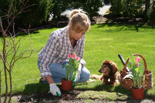 Professional insured gardening service in Stamford Hill