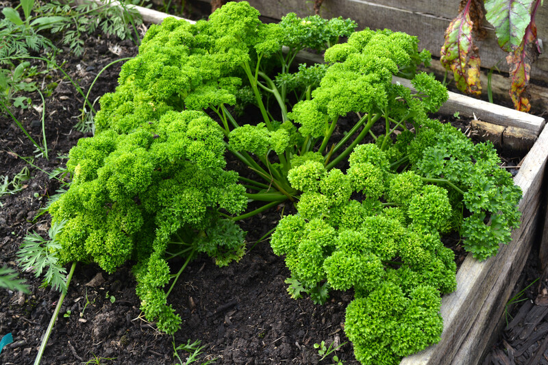 Garden planting
